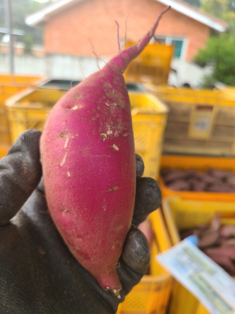 오해은님의 장터 판매 상품 [호박고구마, 꿀고구마 ] 첨부 사진