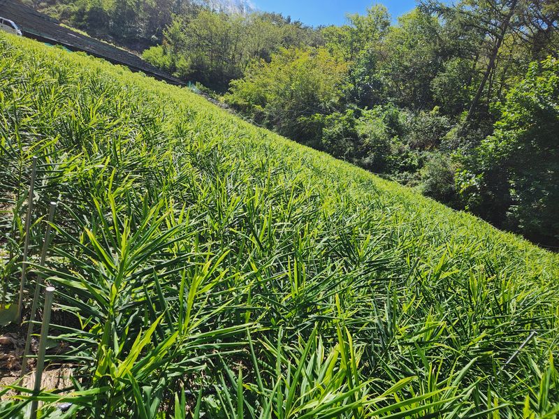 오해은님의 장터 판매 상품 [2023년안동 햇 생강 10kg :10000원] 첨부 사진