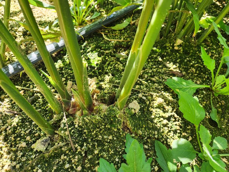 오해은님의 장터 판매 상품 [2023년안동 햇 생강 10kg :10000원] 첨부 사진