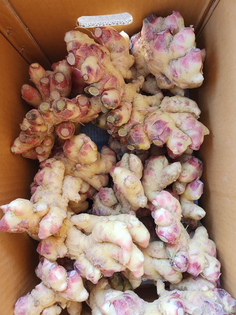 장터 상품 [2023년안동 햇 생강 10kg :10000원] 썸네일