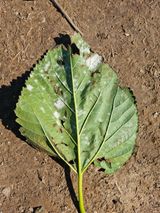 팜모닝 기타작물·병해충상담 게시글 이미지