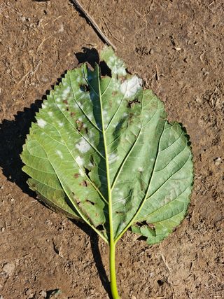 나물로61님의 기타작물 · 병해충상담 작성글 사진