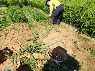 오해은님의 양배추 · 자유게시판 작성글 사진