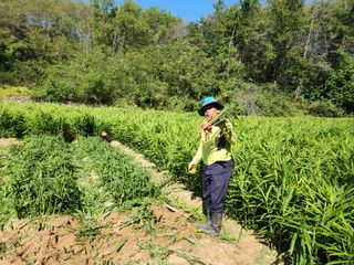 오해은님의 양배추 · 자유게시판 작성글 사진