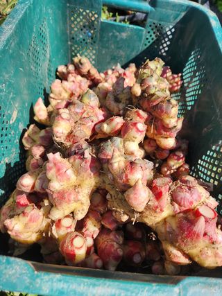 오해은님의 양배추 · 자유게시판 작성글 사진