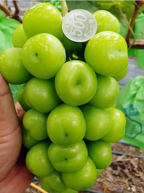 포도주세요 포도농장님의 장터 판매 상품 [샤인머스켓 ] 첨부 사진