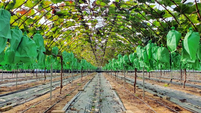 포도주세요 포도농장님의 장터 판매 상품 [샤인머스켓 ] 첨부 사진