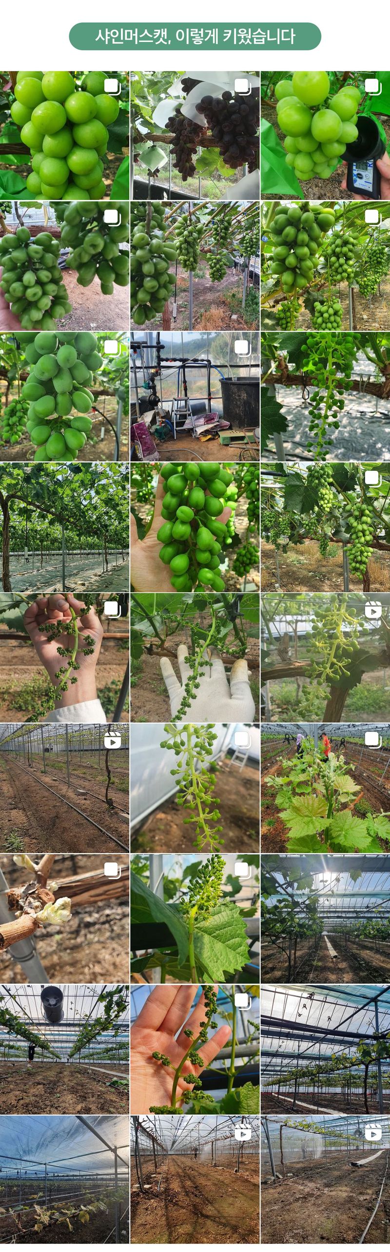 포도주세요 포도농장님의 장터 판매 상품 [샤인머스켓 ] 첨부 사진