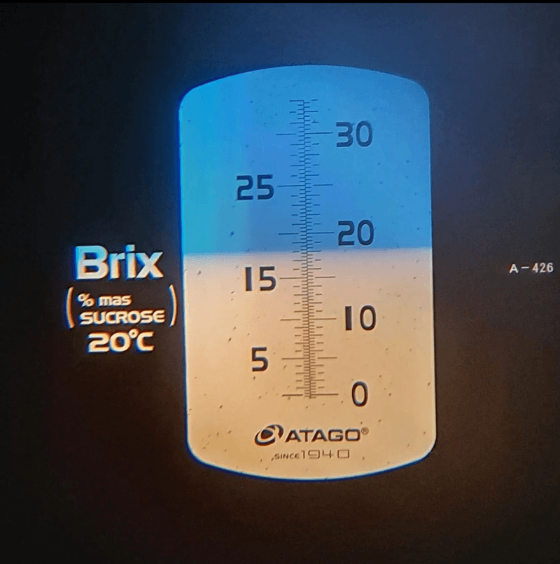 포도주세요 포도농장님의 장터 판매 상품 [샤인머스켓 ] 첨부 사진