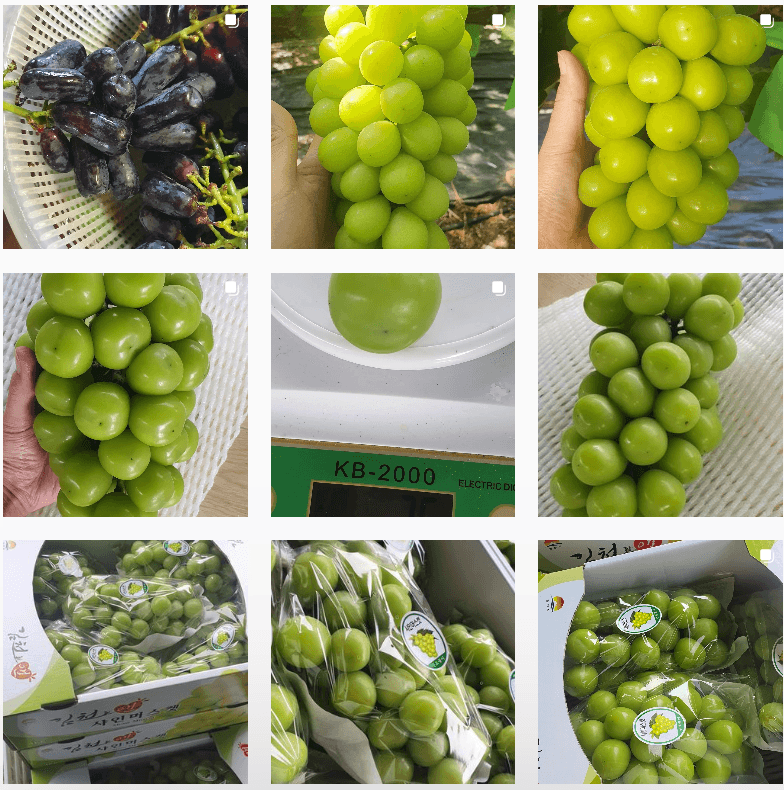 장터 상품 [샤인머스켓 ] 썸네일