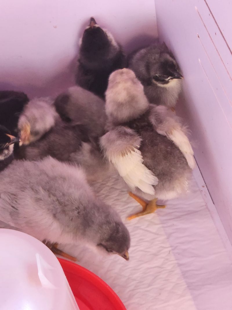 마늘16754님의 장터 판매 상품 [닭 5천원1만원] 첨부 사진