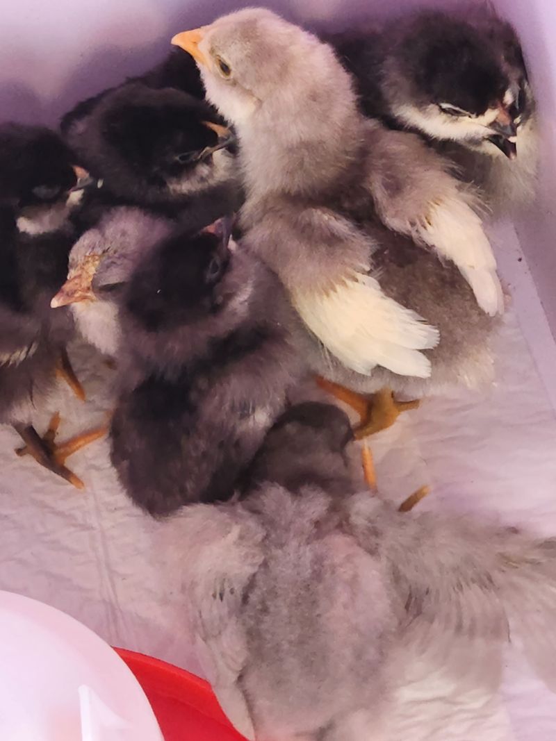 장터 상품 [닭 5천원1만원] 썸네일