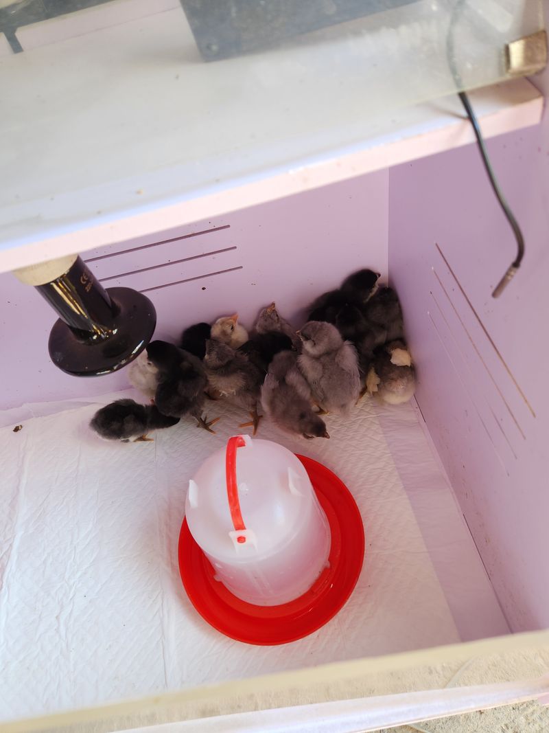 마늘16754님의 장터 판매 상품 [닭 5천원1만원] 첨부 사진