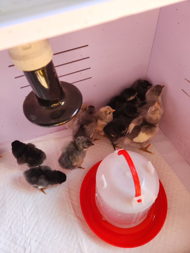 마늘16754님의 장터 판매 상품 [닭 5천원1만원] 첨부 사진