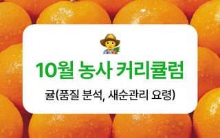 귤 농사도우미님의 귤 · 품질 향상 작성글 사진