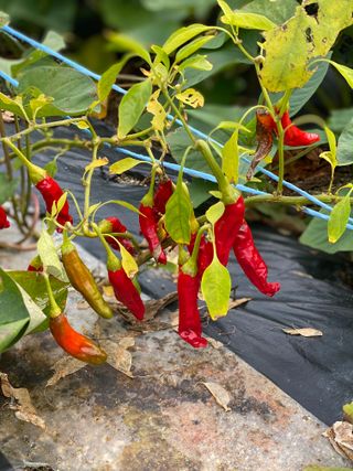 먼산 경기님의 참깨 · 자유게시판 작성글 사진