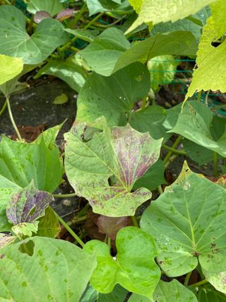 먼산 경기님의 참깨 · 자유게시판 작성글 사진