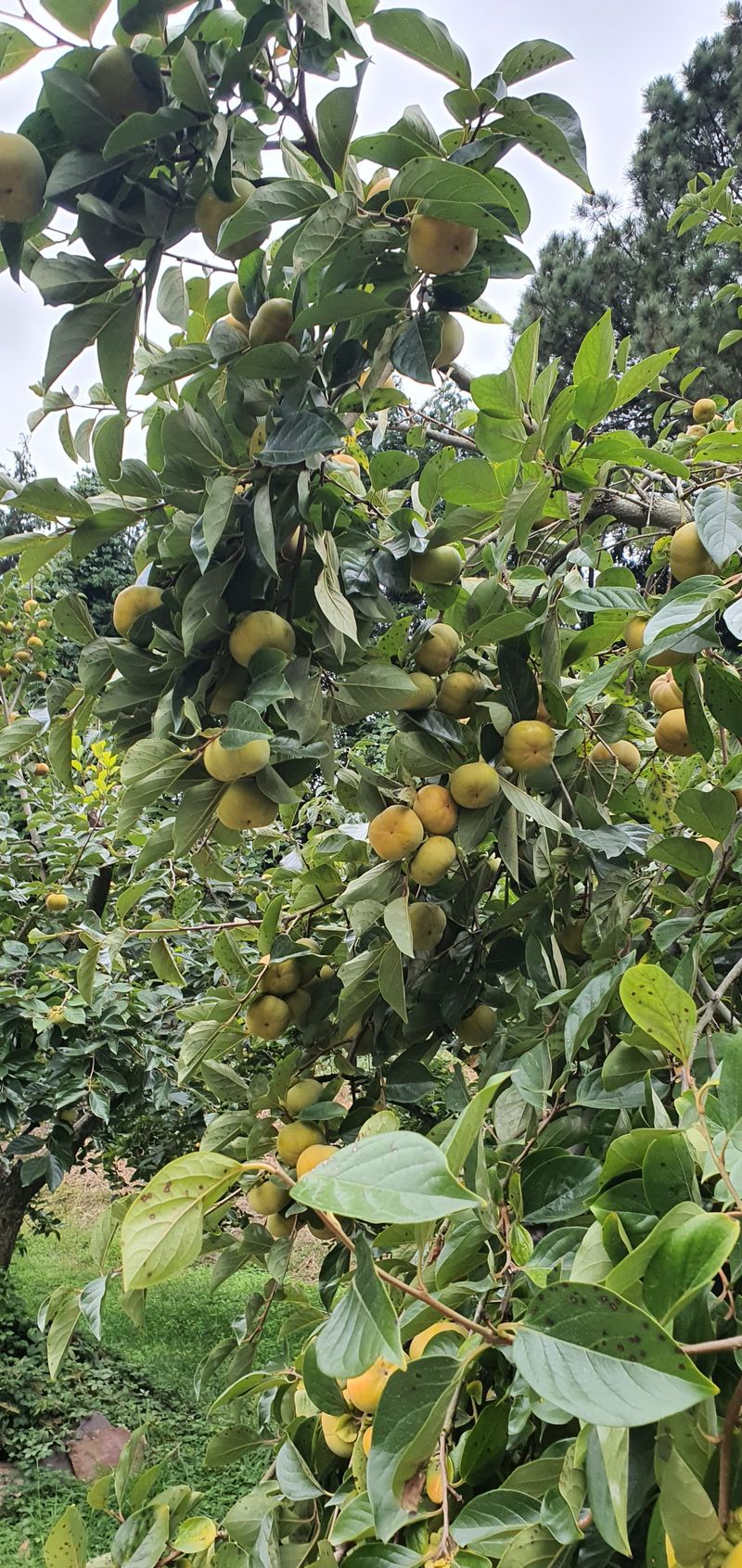 김진영님의 장터 판매 상품 [단감판매 10k 3만원(인건비.택배비상승으로더저렴하게는 못드리고 그대신 서비스 팍팍넣어드릴게요 약속합니다.)] 첨부 사진