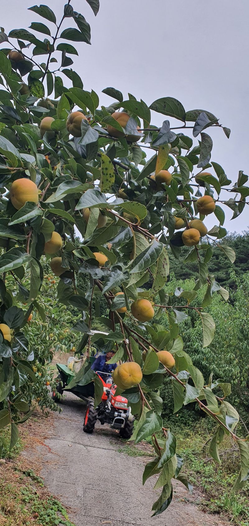 장터 상품 [단감판매 10k 3만원(인건비.택배비상승으로더저렴하게는 못드리고 그대신 서비스 팍팍넣어드릴게요 약속합니다.)] 썸네일