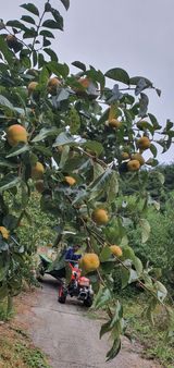 팜모닝 · 게시글 이미지