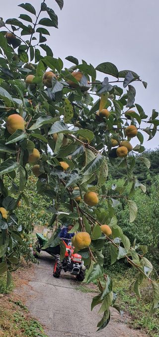 김진영님의 작성글 사진
