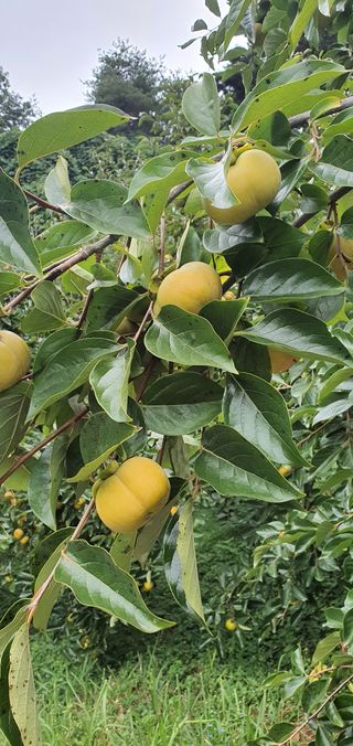 김진영님의 작성글 사진