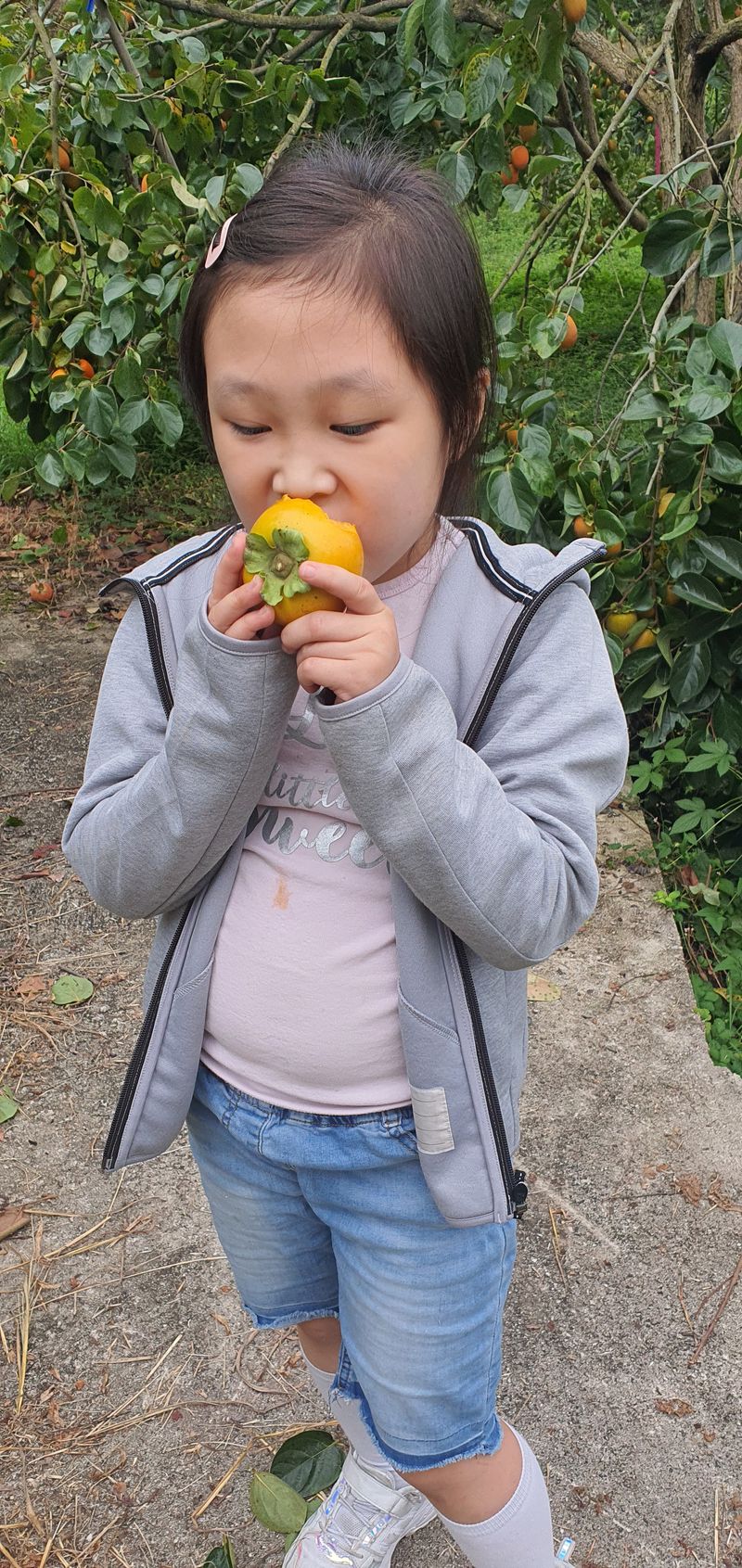 김진영님의 장터 판매 상품 [단감판매 10k 3만원(인건비.택배비상승으로더저렴하게는 못드리고 그대신 서비스 팍팍넣어드릴게요 약속합니다.)] 첨부 사진
