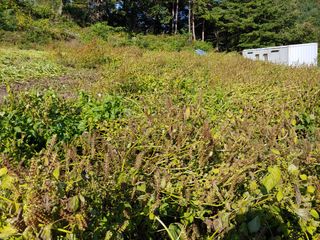 김진주님의 토마토 · 일상 작성글 사진