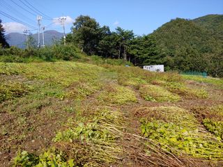 김진주님의 토마토 · 일상 작성글 사진