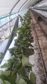 팜모닝 딸기·병해충상담 게시글 이미지