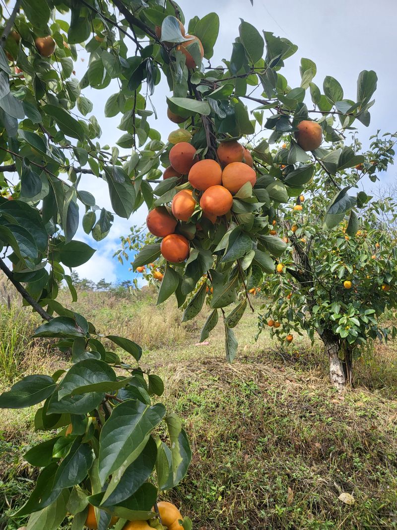 우설강(희택)님의 장터 판매 상품 [대봉감  월하감 10kg  30.000원  15kg  40.000 월하가격은 상담] 첨부 사진