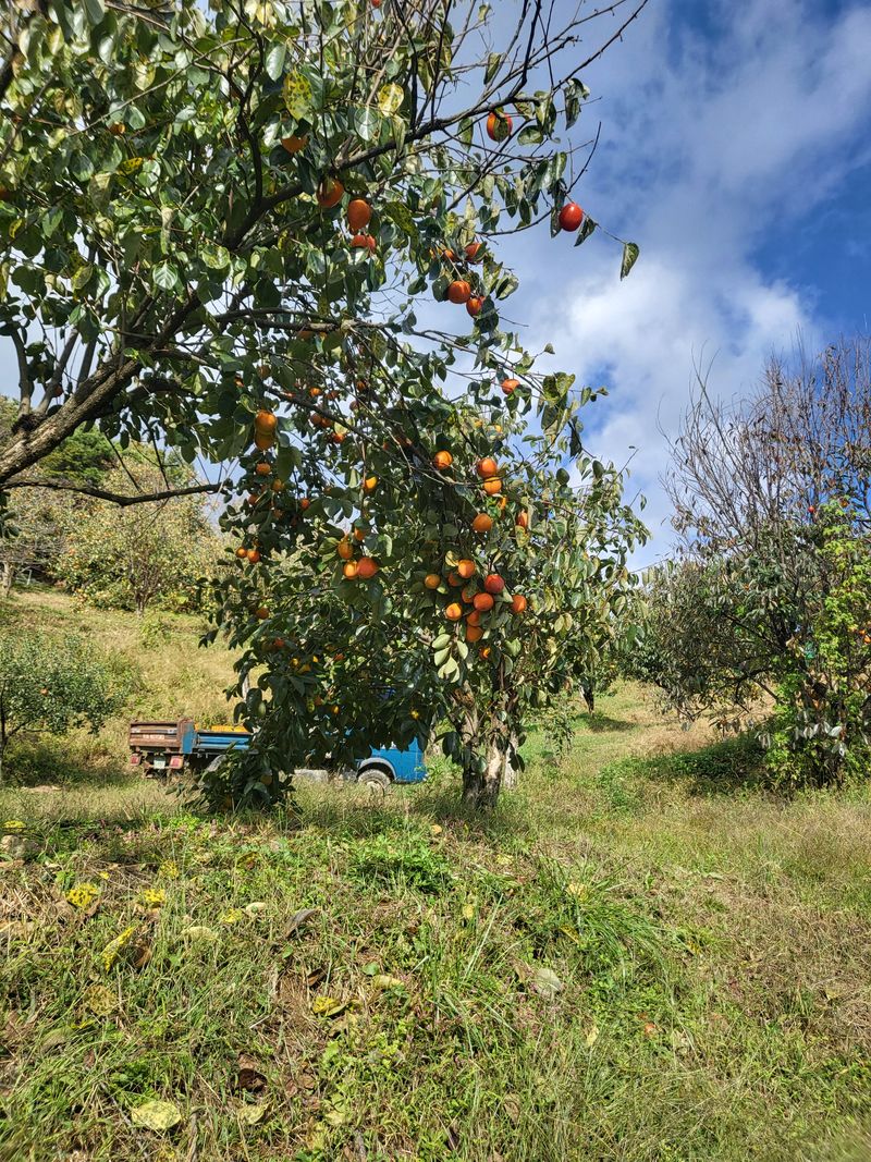 우설강(희택)님의 장터 판매 상품 [대봉감  월하감 10kg  30.000원  15kg  40.000 월하가격은 상담] 첨부 사진