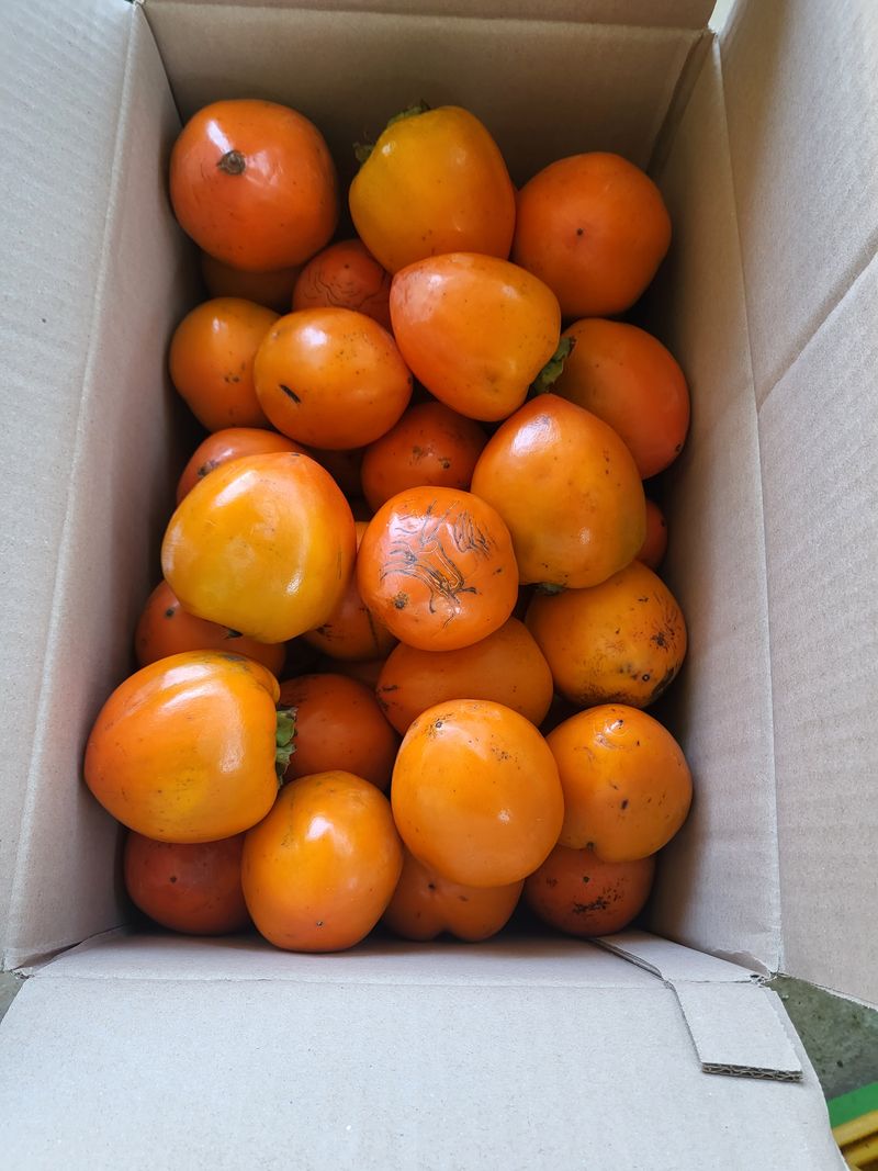 우설강(희택)님의 장터 판매 상품 [대봉감  월하감 10kg  30.000원  15kg  40.000 월하가격은 상담] 첨부 사진