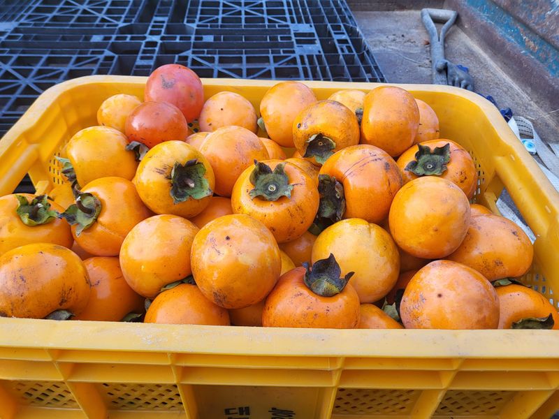 장터 상품 [대봉감  월하감 10kg  30.000원  15kg  40.000 월하가격은 상담] 썸네일