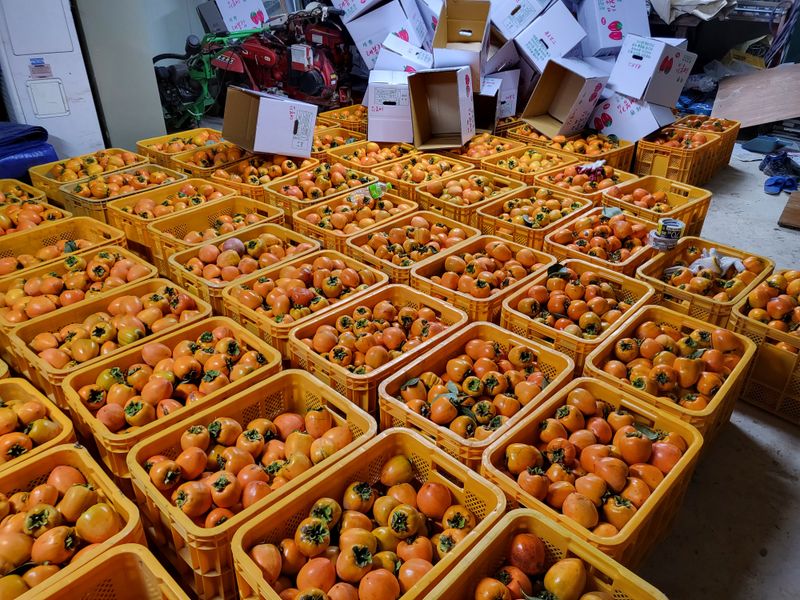 우설강(희택)님의 장터 판매 상품 [대봉감  월하감 10kg  30.000원  15kg  40.000 월하가격은 상담] 첨부 사진