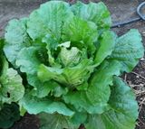 팜모닝 고구마·자유게시판 게시글 이미지