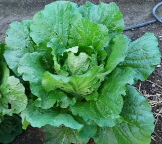 벌꿀이네님의 고구마 · 자유게시판 작성글 사진