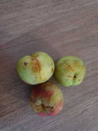 박주형님의 자두 · 병해충상담 작성글 사진