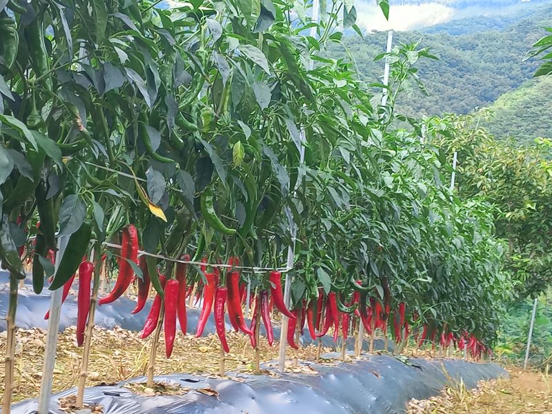인생은 소풍처럼님의 장터 판매 상품 [고추가루5kg 할인판매] 첨부 사진