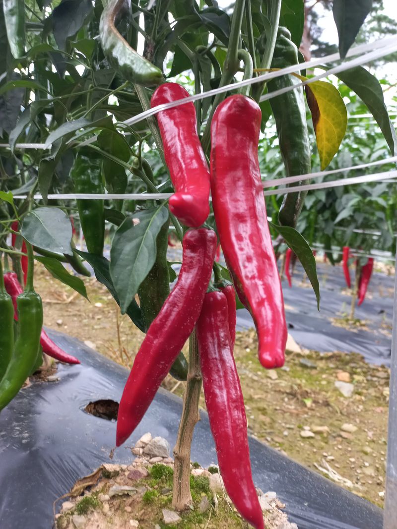 인생은 소풍처럼님의 장터 판매 상품 [고추가루5kg 할인판매] 첨부 사진