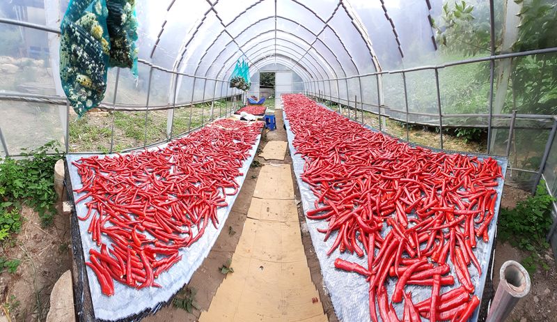 인생은 소풍처럼님의 장터 판매 상품 [고추가루5kg 할인판매] 첨부 사진