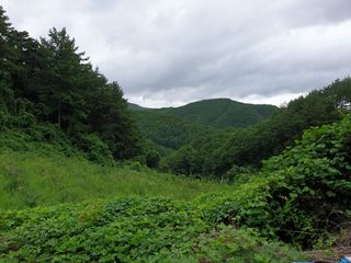 백병기 님의 복숭아 · 자유게시판 작성글 사진