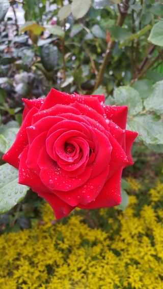 백병기 님의 복숭아 · 자유게시판 작성글 사진