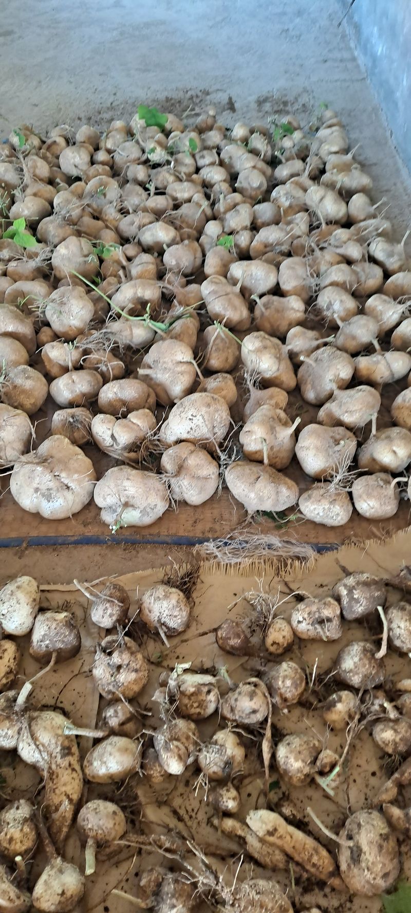 빨강농장님의 장터 판매 상품 [히카마(얌빈) 26,000원(10kg)] 첨부 사진