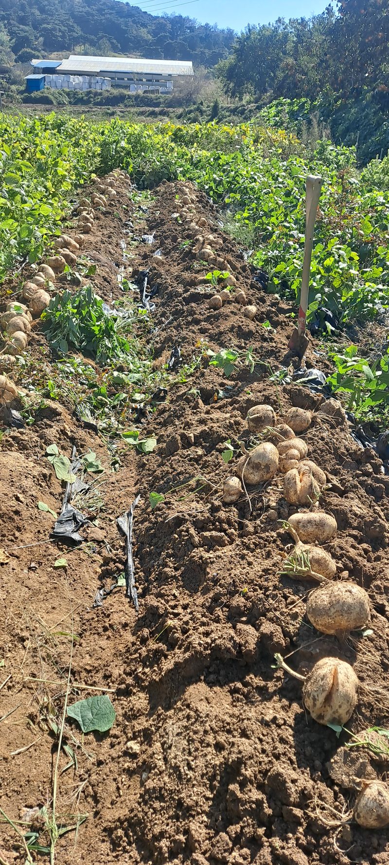 빨강농장님의 장터 판매 상품 [히카마(얌빈) 26,000원(10kg)] 첨부 사진