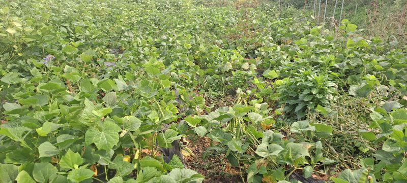 빨강농장님의 장터 판매 상품 [히카마(얌빈) 26,000원(10kg)] 첨부 사진