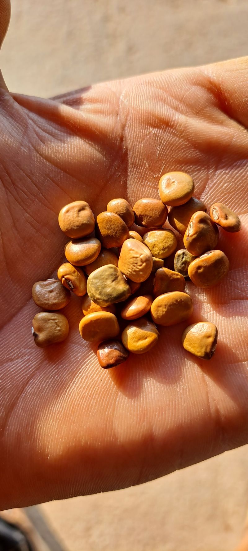 빨강농장님의 장터 판매 상품 [히카마(얌빈) 26,000원(10kg)] 첨부 사진