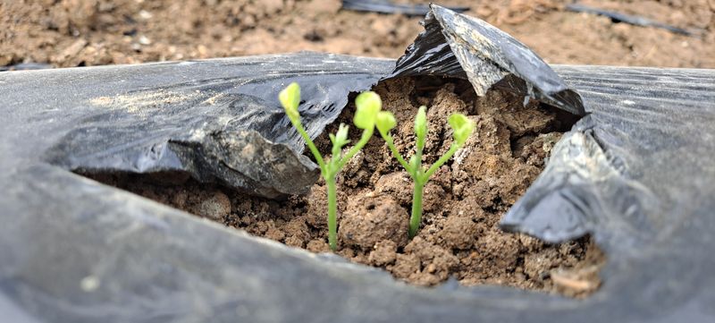 빨강농장님의 장터 판매 상품 [히카마(얌빈) 26,000원(10kg)] 첨부 사진