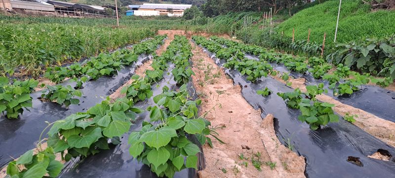 장터 상품 [히카마(얌빈) 26,000원(10kg)] 썸네일