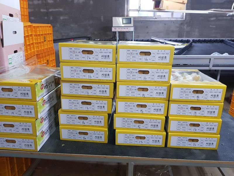 자연애 단감농원님의 장터 판매 상품 [식감 당도 우수한 태추단감 4.5kg  20과 30000] 첨부 사진